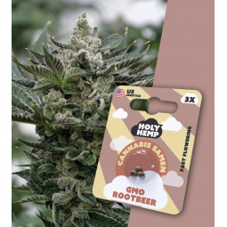Holy Hemp Cannabissamen GMO Rootbeer