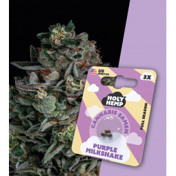 Holy Hemp Cannabissamen Purple Milkshake