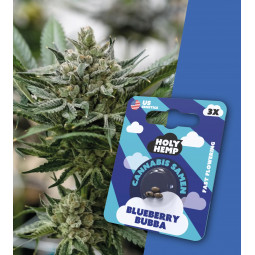 Holy Hemp Cannabissamen Blueberry Bubba